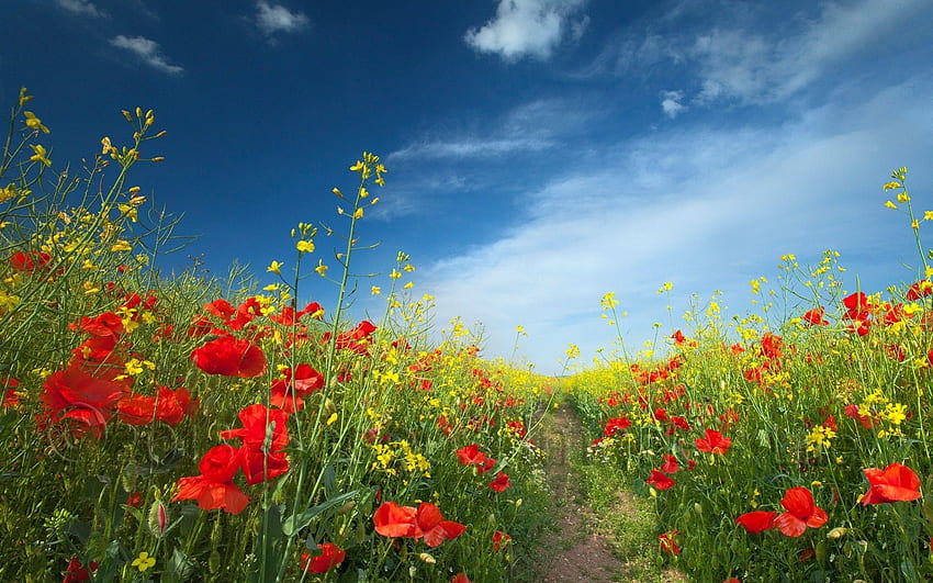 maki pole, ścieżka, trawa, kwiaty pole, maki, mak, pole, zieleń, chmury, natura, kwiaty, niebo Tapeta HD