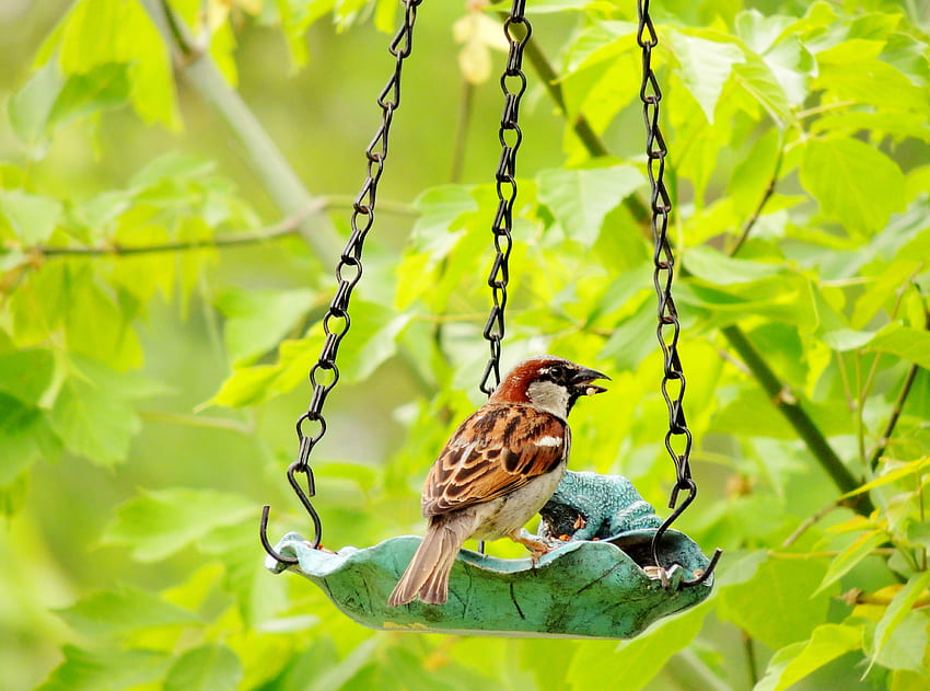 House Sparrow, Bird, graphy, Tree, Feeder, Male Wallpaper HD