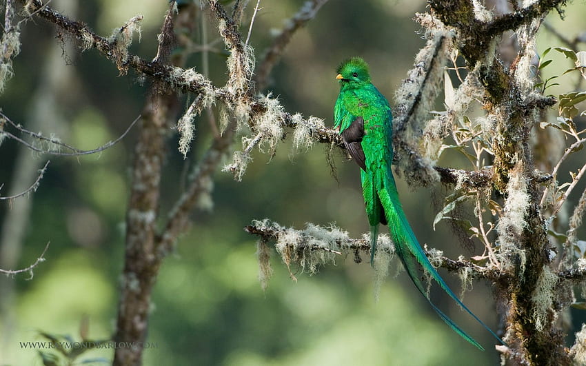 Resplendent Quetzal. Beautiful bird , Birds of paradise, Beautiful birds HD wallpaper