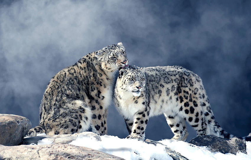 winter, snow, fog, stones, pair, snow leopard, two, snow leopards, ounces for , section кошки HD wallpaper