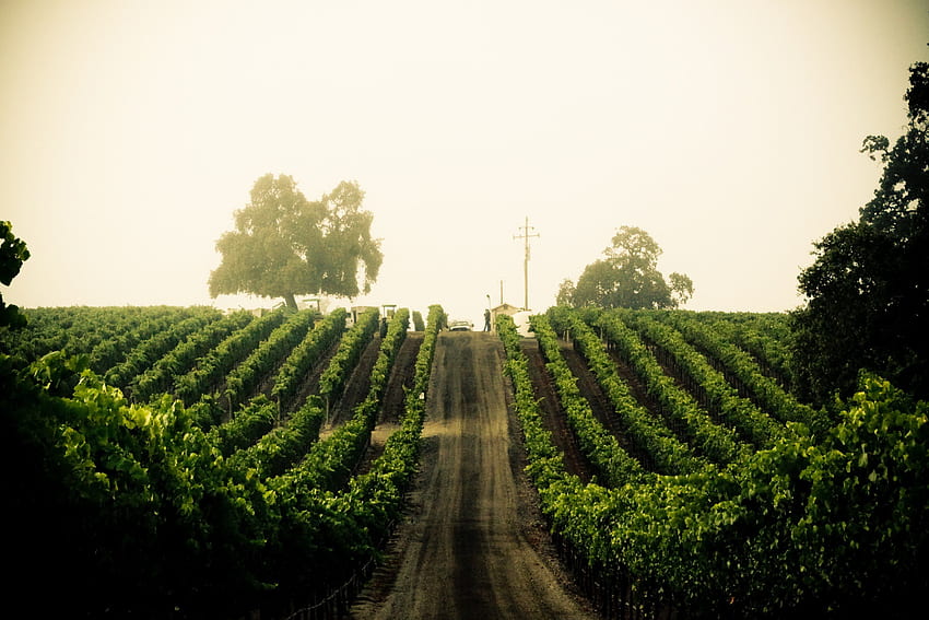 di vigneti. Vigneti, Napa Vineyards e Tuscany Vineyards, California Vineyard Sfondo HD