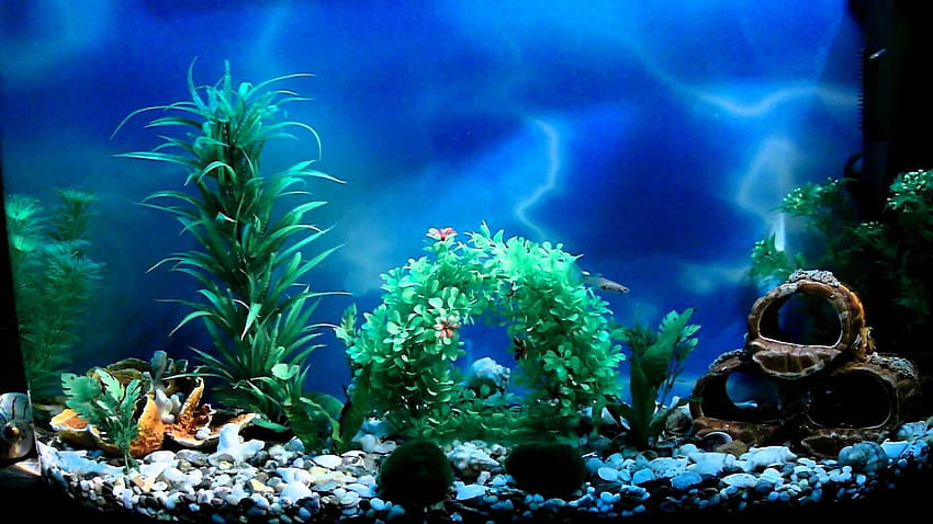 Vankhandi Fish Aquarium in Kamla Nagar,Delhi - Best Aquarium Accessory  Dealers in Delhi - Justdial