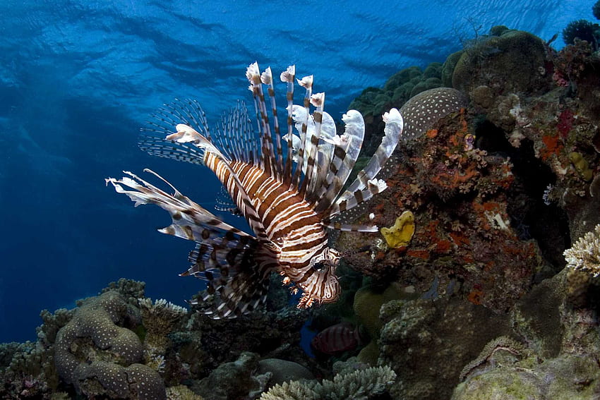Under the Sea 3D, under the sea, imax, lionfish, xxl, venomous lionfish, wb, warner brother, fish, venomous HD wallpaper