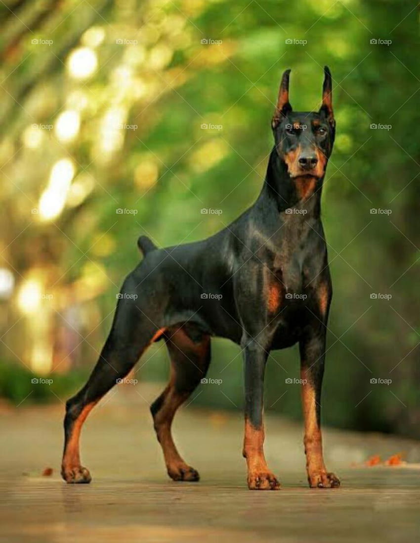 Hund Dobermann - & Hintergrund HD-Handy-Hintergrundbild