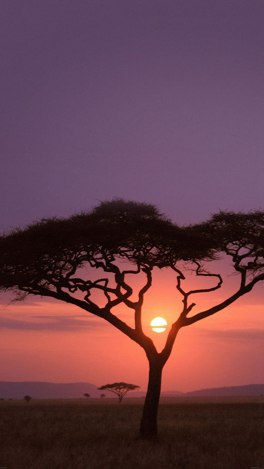 Solo Tree Safari Africa Sunset HD phone wallpaper