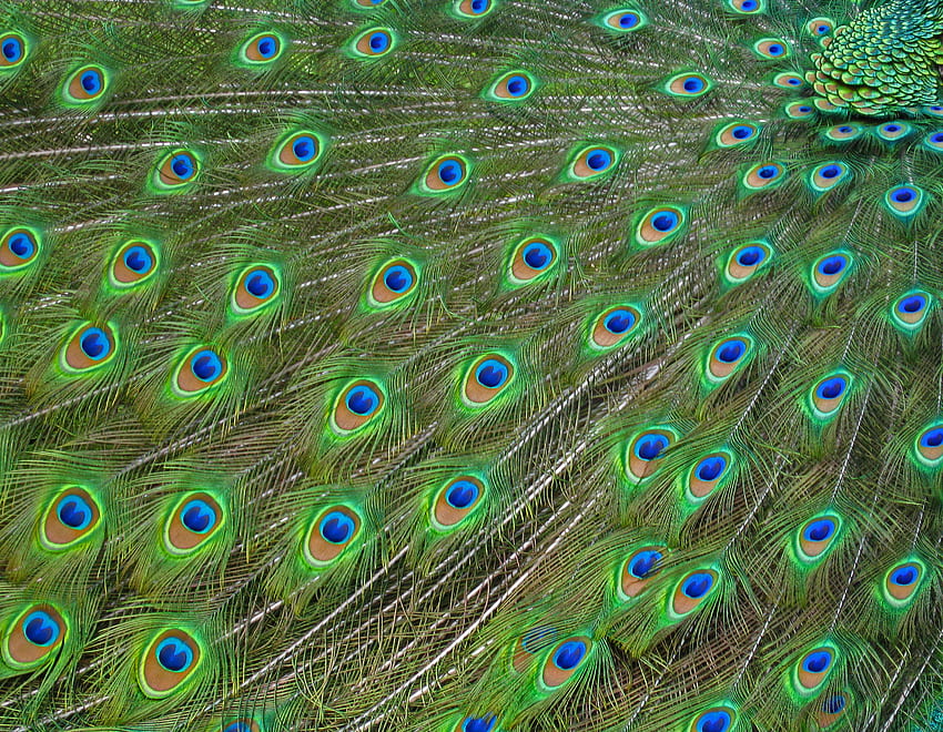 Peacock Wave นก ขนนก นก นกยูง คลื่น วอลล์เปเปอร์ HD