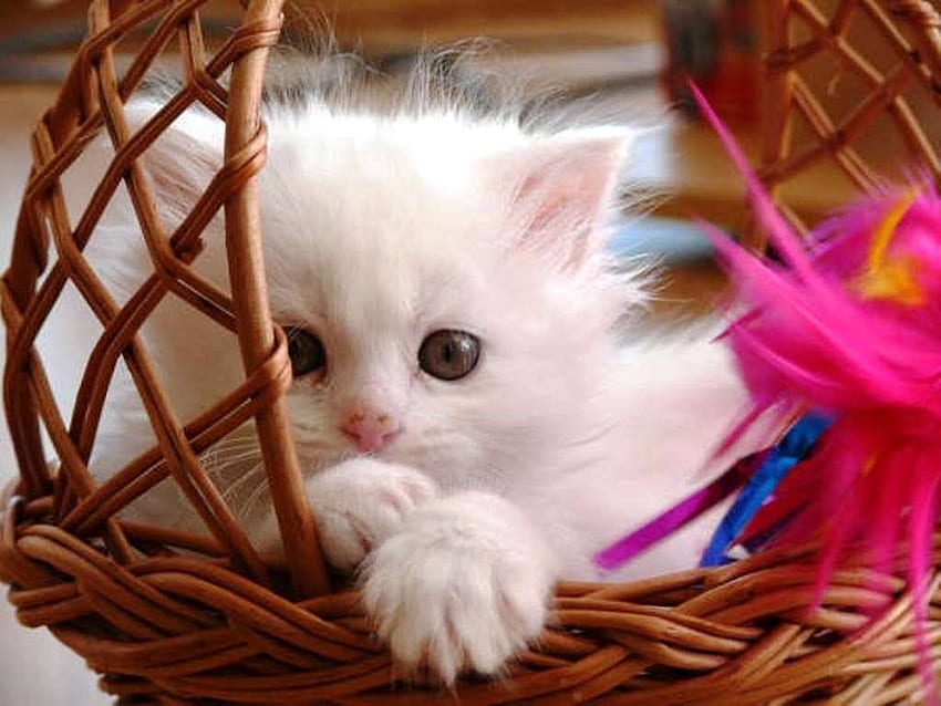 Nette Katze für Ihr. Babykatzen, Kätzchen HD-Hintergrundbild