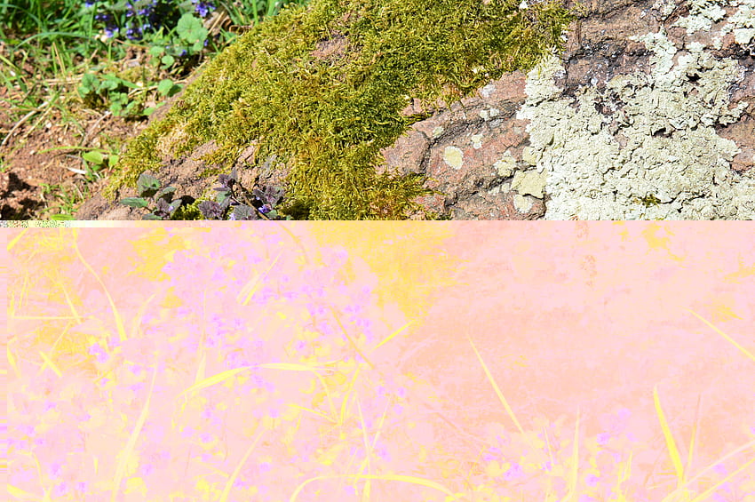 Цветове на гората., Гора, Листа, Мъх, Дърво HD тапет