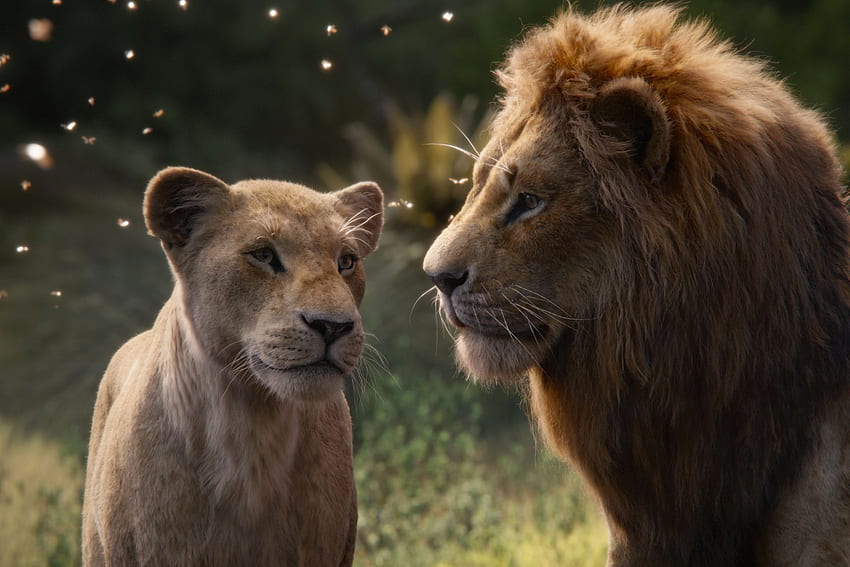 The Lion King' is a lie that erases female pride: scientist HD wallpaper