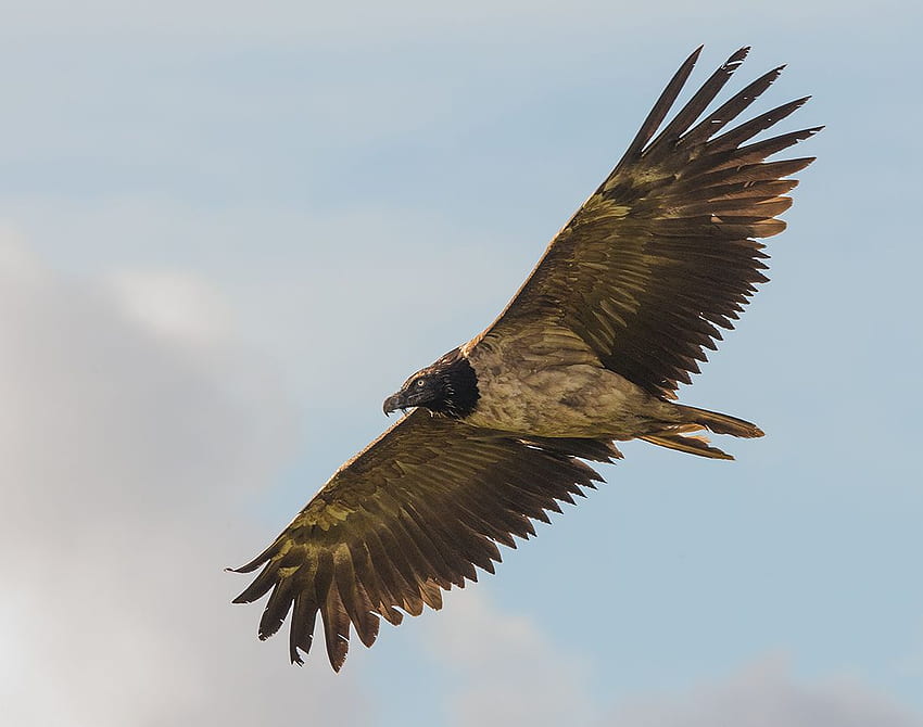 Bearded Vulture in the UK HD wallpaper