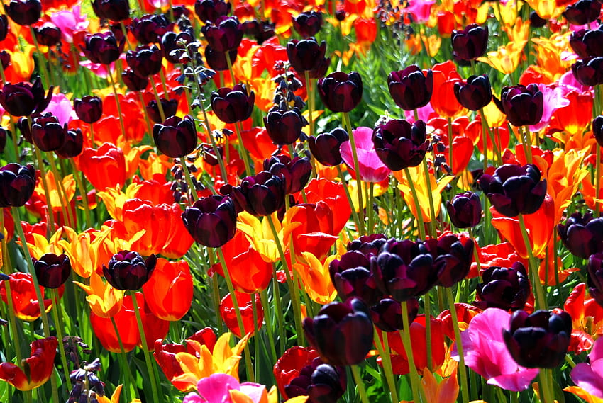 Flowers, Tulips, Bright, Flower Bed, Flowerbed, Different, Sunny HD wallpaper