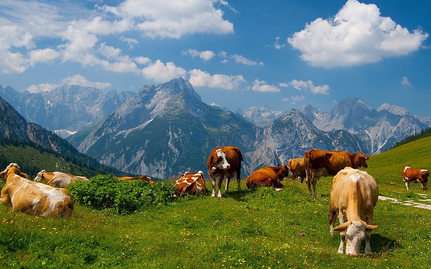 крави, зелено, облаци, небе, трева, планини HD тапет