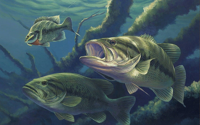 Bass Fish, Largemouth Bass HD wallpaper