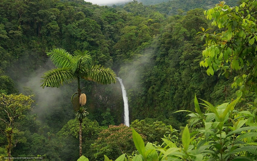 Selva, bush, jungle, Rainforest HD wallpaper