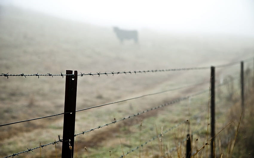 Of Barbed Wire Fence On Field Barbed Wire Fences Hd Wallpaper Pxfuel