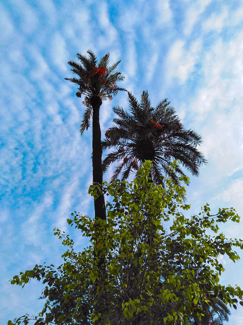 Tree, cloud, sky, Parizaad, Christmas trees, Blue, Jummah Mubarak, Black, Money heist, Pubg, Green, IPhone HD phone wallpaper