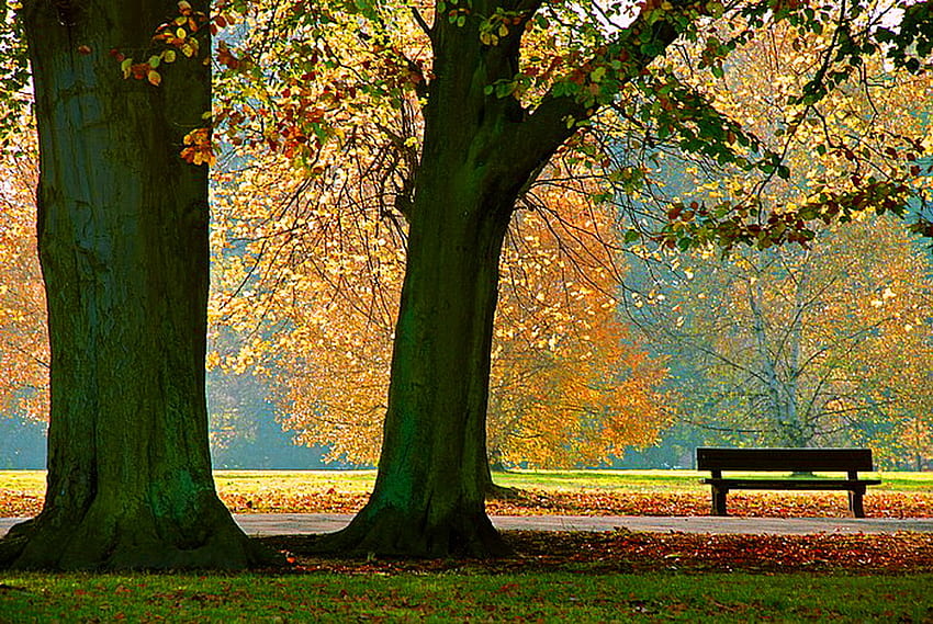 Autumn watch, bench, yellow, green, trees, autumn, orange, gold HD wallpaper