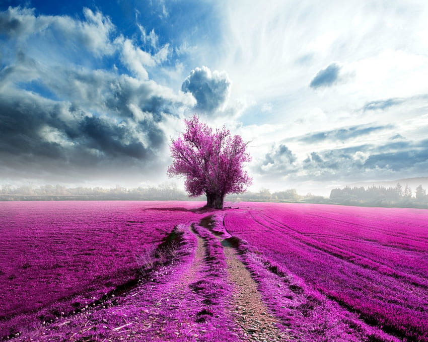 Pink field, sky, nature, field, tree HD wallpaper | Pxfuel