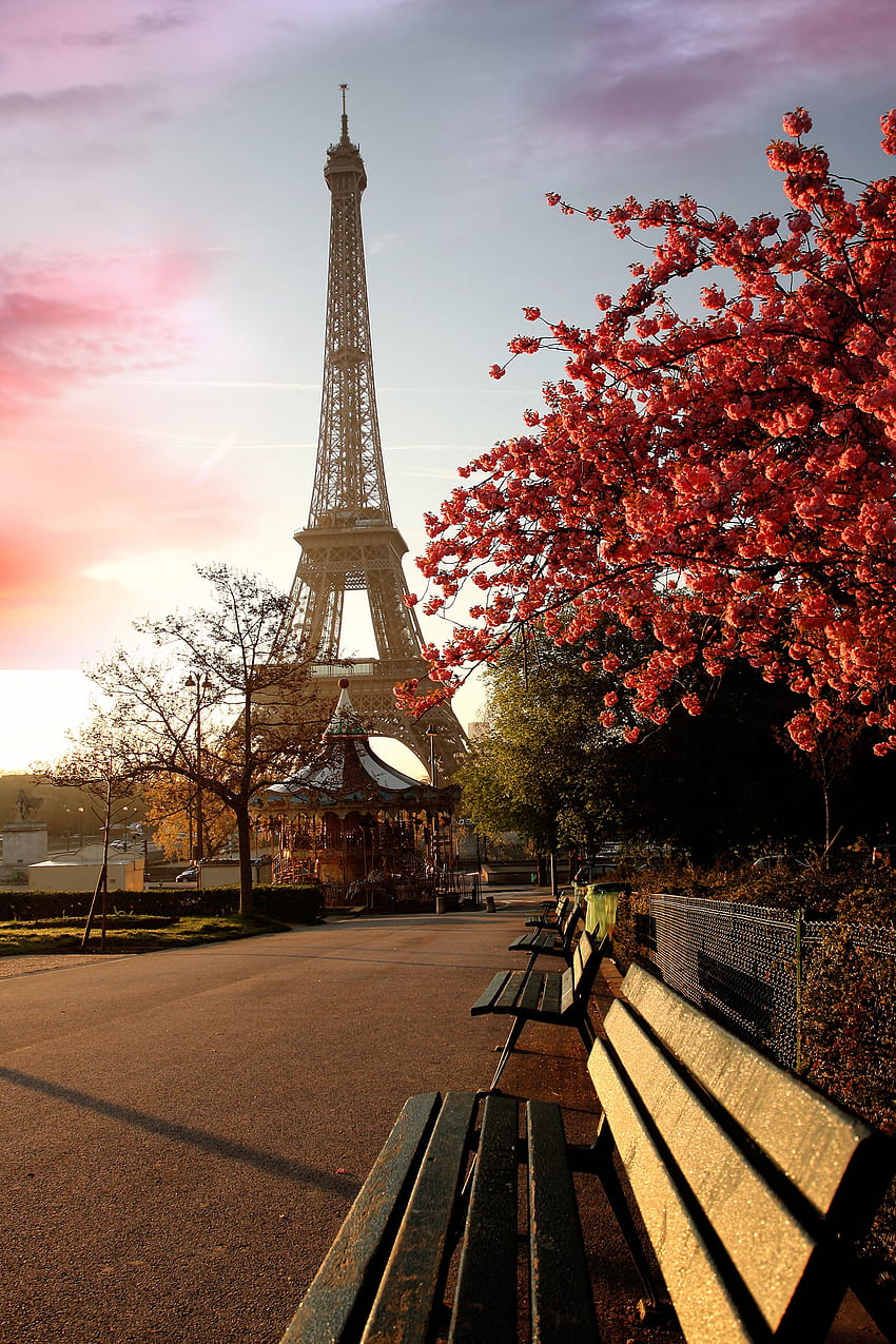Paryż Wieża Eiffla Francja Kwiat wiśni Miasta, Paryż Pionowo Tapeta na telefon HD