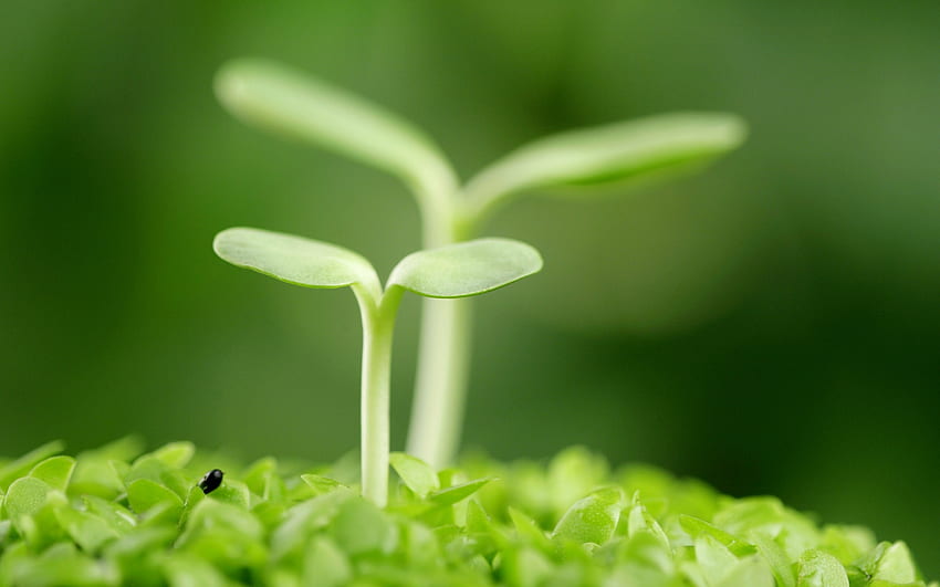 Just the seed germination of two HD wallpaper