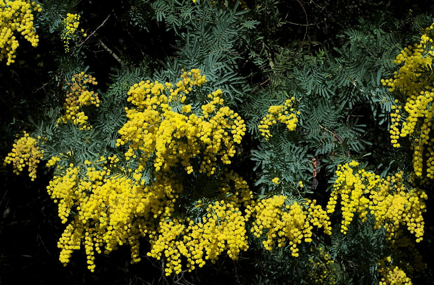 Flowers, Bush, Beauty, Spring, Mimosa HD wallpaper