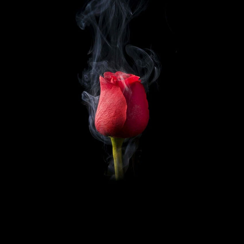 Rose and smoke, portrait, dark , , , , 46aca8e7 HD phone wallpaper