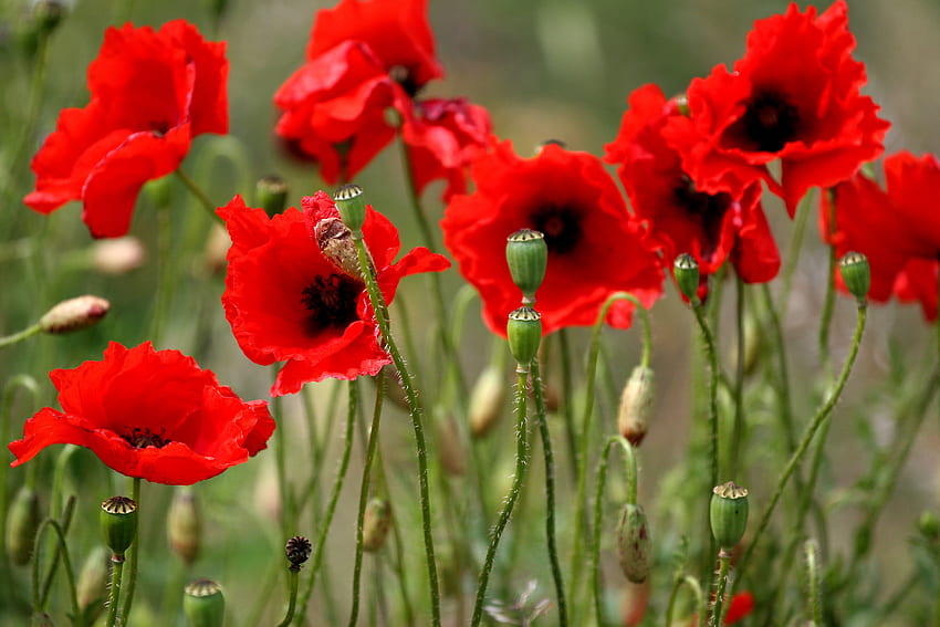 Anzac morning in the country HD wallpaper