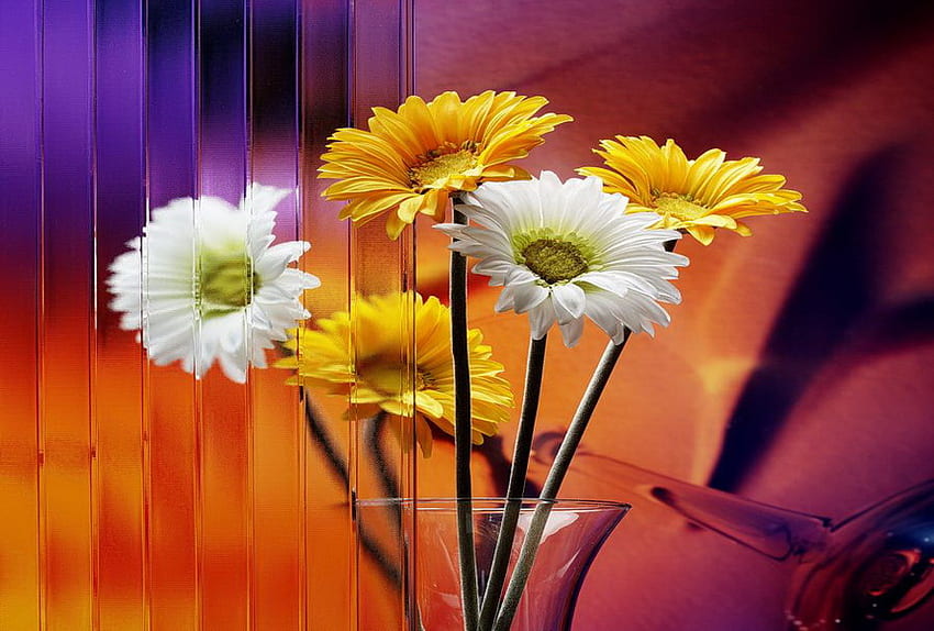 거울과 데이지, 흰색과 노란색, 색상, 꽃병, 거울, 반사, 데이지 HD 월페이퍼