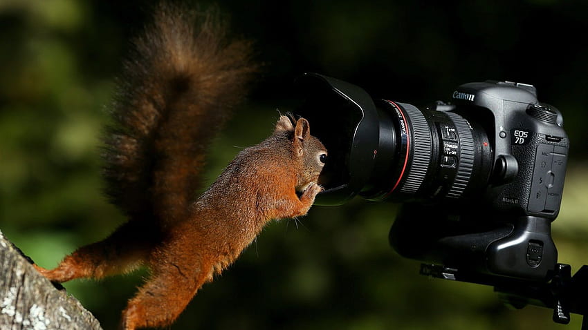Squirrel and EOS 7D camera ,, Canon 7D HD wallpaper