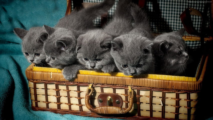 Gatitos, pisica, azul, animal, gatito, canasta, gris, lindo, gato fondo de pantalla
