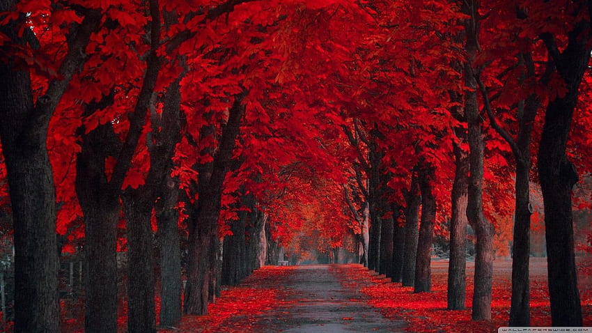 red trees ultrawide photography nature leaves fall path park trees  red 2K wallpaper hdwallpaper desktop  Nature photography Red tree  Nature