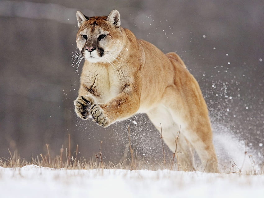 The Jump ฤดูหนาว ฟิลด์ หิมะ เสือพูมา สวย ป่า กระโดด วอลล์เปเปอร์ HD