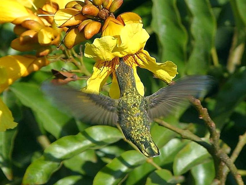 Hummingbird, , beautiful, flowers, flying HD wallpaper