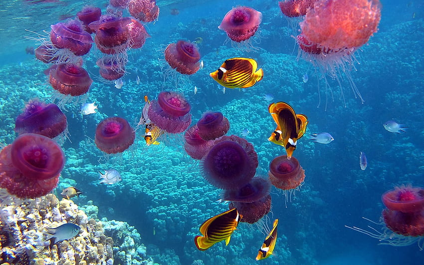Zwierzęta, meduzy, ryby, podwodny świat, pływać, pływać Tapeta HD