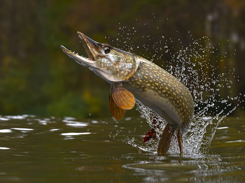The Best Pike Fishing in Ontario - Rough Rock Lodge & Outpost HD wallpaper