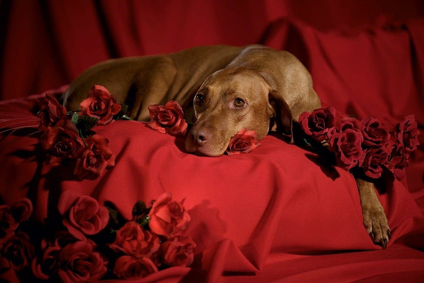 Bu Sevgililer Günü, K9 Sevgililer Günü Köpeğini Şımartarak Ona Yaklaşın HD duvar kağıdı