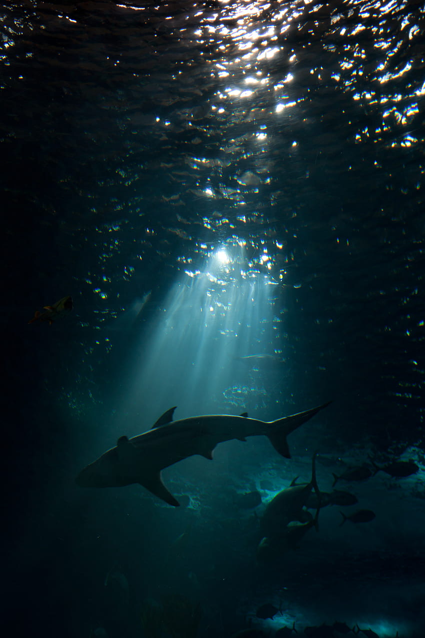 Animales, Oscuro, Mundo Submarino, Tiburón fondo de pantalla del teléfono