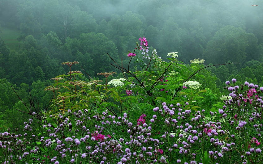 Raining over the wildflowers in spring Nature , Rain , Spring , Wildflower - Nature no. HD wallpaper