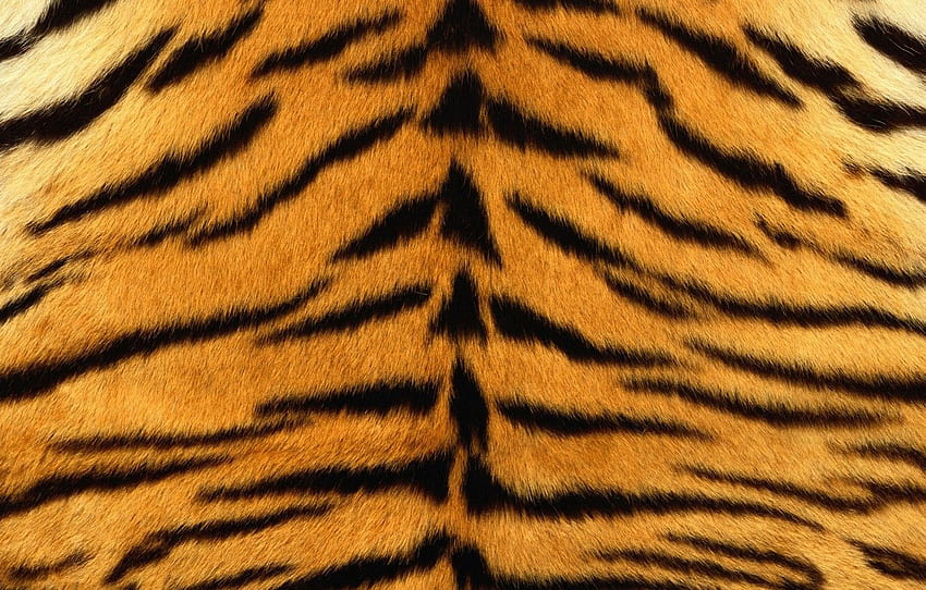 tiger, skin, fur, texture, animal, fur for , section текстуры HD wallpaper