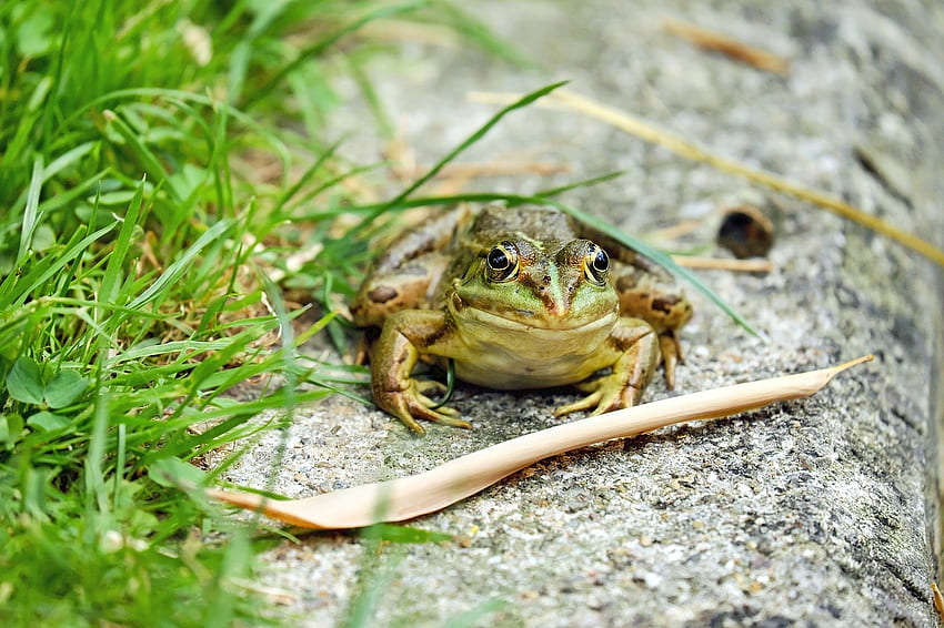 Frosch, Tiere, Grün, Natur, Amphibien HD-Hintergrundbild