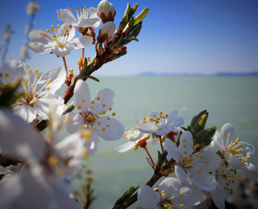 Spring, flowers, blossom, green, blue, white, balaton, badacsony, lake, water, hungary HD wallpaper