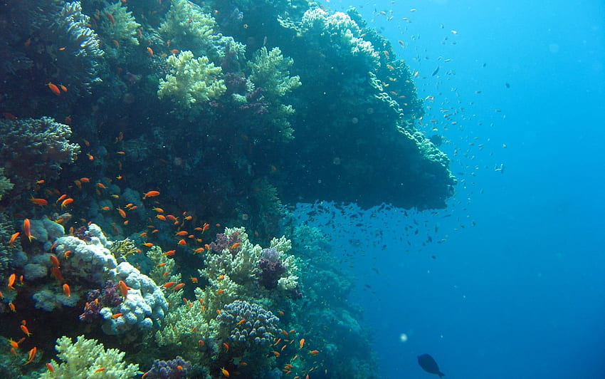 Underwater Ocean, Undersea HD wallpaper