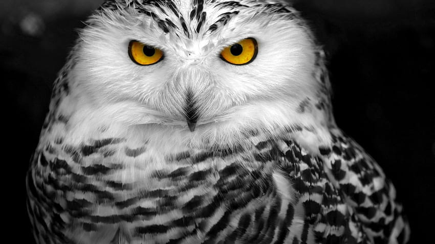 Snowy Owl, cool, 1920x1080, yellow eyes, black and white HD wallpaper