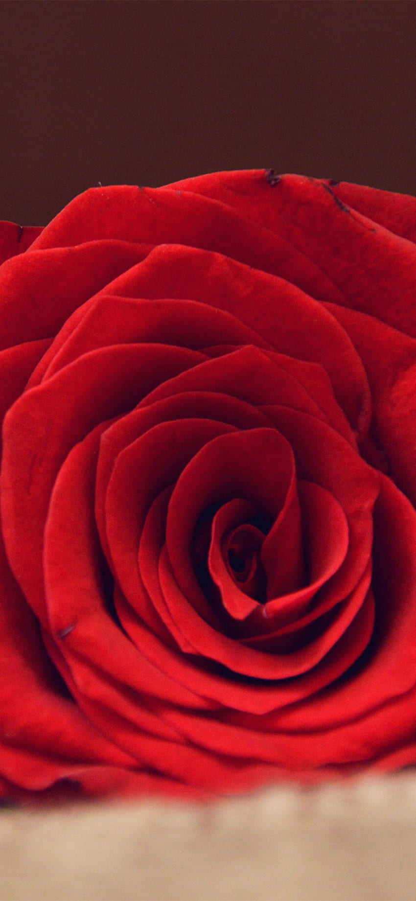 iPhone X . rose flower red spring love, Bloody Flower HD phone wallpaper