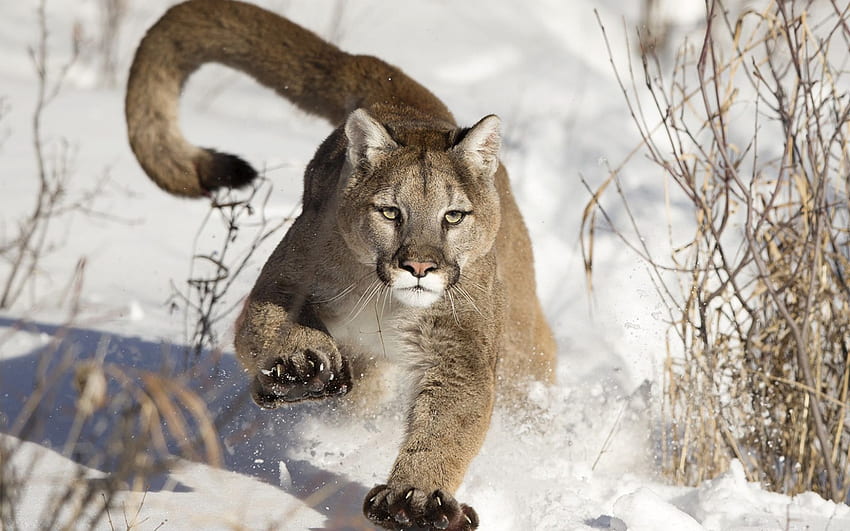 Cougar . Background . . - Abyss, Puma Animal HD wallpaper