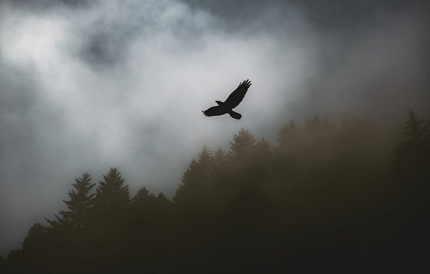 dark, trees, animals, nature, bird, raven, forests, fog, animal, silhouette, gloomy, ultra background for , section животные HD wallpaper