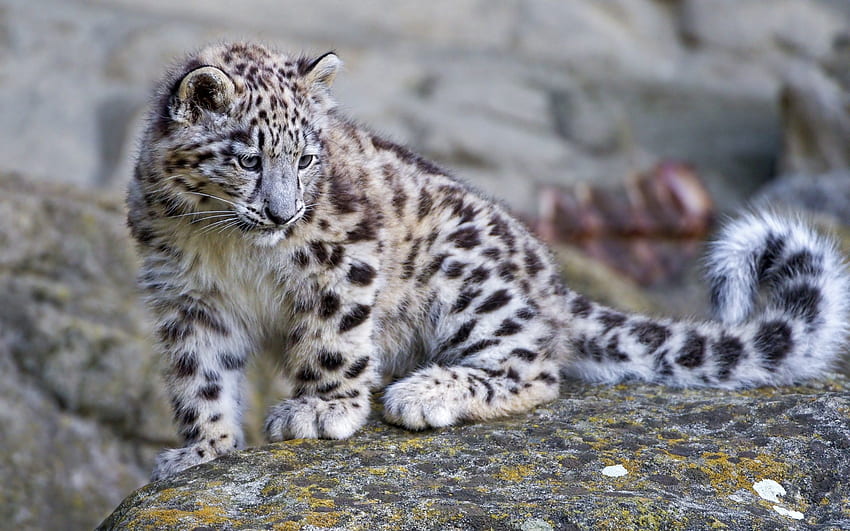 สัตว์ หิน เสือดาว นักล่า แมวตัวใหญ่ หิน วอลล์เปเปอร์ HD