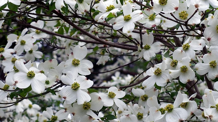 Dogwood, White, Flower, Garden. Background HD wallpaper