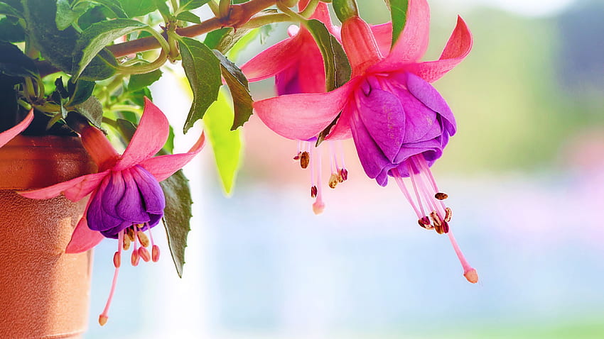 Hoa cẩm chướng: Cùng nhau chiêm ngưỡng vẻ đẹp tuyệt vời của những bông hoa cẩm chướng tươi sáng và màu sắc rực rỡ. Thiên nhiên đã tặng cho chúng ta những thứ đẹp đến không ngờ, hãy xem hình ảnh hoa cẩm chướng để cảm nhận điều này.