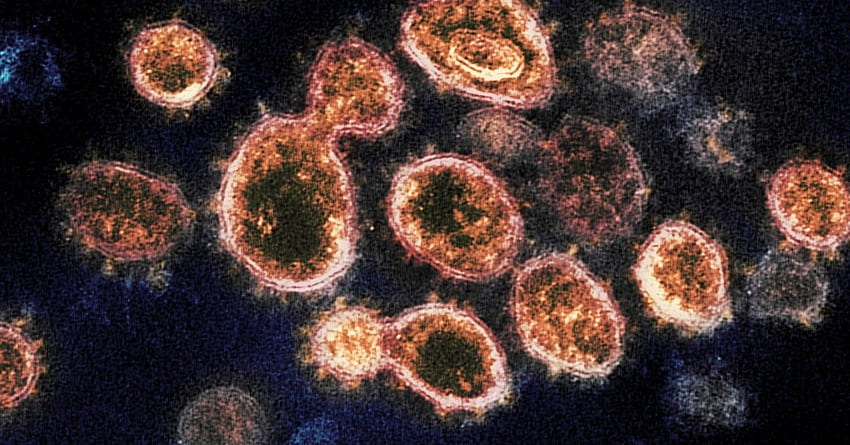 İşte Covid 19 Bağışıklığının Diğer Hastalıklarla Karşılaştırılması - WIRED, Immunology HD duvar kağıdı